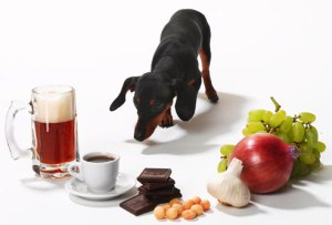 getty_rm_photo_of_dachshund_and_toxic_foods